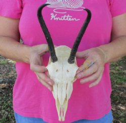 Female Springbok Skulls with Horns 4-1/2 to 7 inches long - $56.99 each