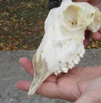 Female Springbok Skulls with Horns 4-1/2 to 7 inches long - $56.99 each