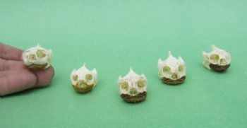 River Cooter Turtle Skulls <font color=red> Wholesale in Bulk </font>- 8 @ $11.70 each