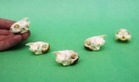 River Cooter Turtle Skulls <font color=red> Wholesale in Bulk </font>- 8 @ $11.70 each