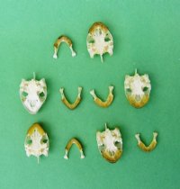 River Cooter Turtle Skulls <font color=red> Wholesale in Bulk </font>- 8 @ $11.70 each