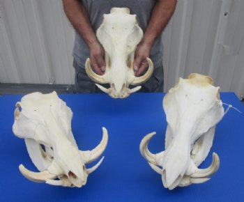 12 to 15 inches Extra Large African Warthog Skull <font color=red> Wholesale</font> with 8 to 10 inches Tusks - $179.99