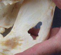 12 to 15 inches Extra Large African Warthog Skull <font color=red> Wholesale</font> with 8 to 10 inches Tusks - $179.99