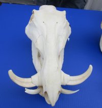 Extra Large Warthog Skulls <font color=red> Wholesale</font> with 8 to10 inches Ivory Tusks - 3 @ $162 (DELIVERY SIGNATURE REQUIRED)