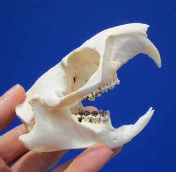 3 to 4 inches Real North American Groundhog Skull, Woodchuck Skull - Buy a Similar One for $35.99