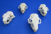 3 to 4 inches Real North American Groundhog Skull, Woodchuck Skull - Buy a Similar One for $35.99