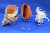 2-1/2 inches 3 Leg Small Plastic Triangle Display Stand  - Packed 12 @ $1.44 each (Seashells not included)