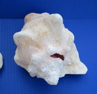 6" to 8" Slit Back Queen Pink Conch Shells - 2 @ $12.25 each