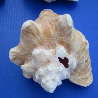 6" to 8" Slit Back Queen Pink Conch Shells - 2 @ $12.25 each