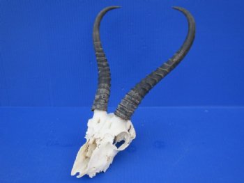 Craft Grade Male Springbok Skulls <font color=red> Wholesale - </font> - 3 @ $40.00 each; 5 @ $35.00 each