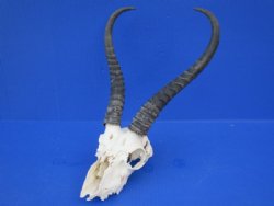 Craft Grade Male Springbok Skulls <font color=red> Wholesale - </font> - 3 @ $40.00 each; 5 @ $35.00 each