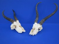 Craft Grade Male Springbok Skulls <font color=red> Wholesale - </font> - 3 @ $40.00 each; 5 @ $35.00 each