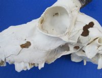 Craft Grade Male Springbok Skulls <font color=red> Wholesale - </font> - 3 @ $40.00 each; 5 @ $35.00 each