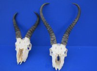 Craft Grade Male Springbok Skulls <font color=red> Wholesale - </font> - 3 @ $40.00 each; 5 @ $35.00 each