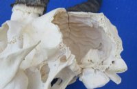 Craft Grade Male Springbok Skulls <font color=red> Wholesale - </font> - 3 @ $40.00 each; 5 @ $35.00 each