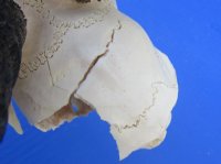 Craft Grade Male Springbok Skulls <font color=red> Wholesale - </font> - 3 @ $40.00 each; 5 @ $35.00 each