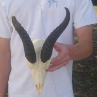 Craft Grade Male Springbok Skulls <font color=red> Wholesale - </font> - 3 @ $40.00 each; 5 @ $35.00 each