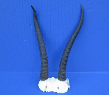Female Springbok Skull Plates with Horns 4-1/2 to 7 inches for $34.99 each