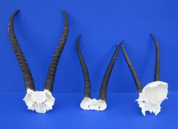Female Springbok Skull Plates with Horns 4-1/2 to 7 inches for $34.99 each
