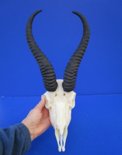 Springbok Skull