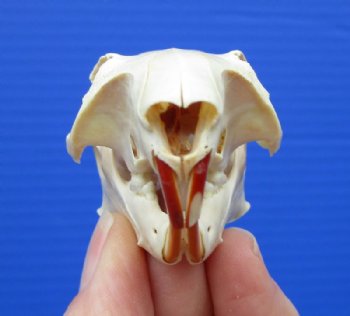 Squirrel Skulls