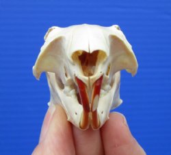 Squirrel Skulls