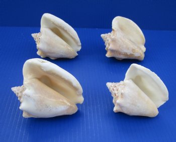 Milk Conch Shells <font color=red> Wholesale</font> 3-1/2 to 4-1/2 inches, Macrostrombus Costatus - 54 @ $1.80 each