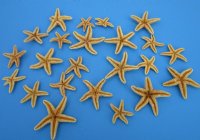 2 to 4 inches Sun Dried Sugar Starfish <font color=red> Wholesale</font>  - Case of 250 @ .97 each