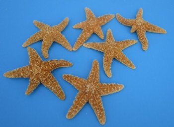 3-1/2 to 6 inches Sun Dried Natural Sugar Starfish <font color=red>Wholesale </font> - 120 @ $1.45 each
