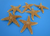 6 to 7-3/4 inches Large Sugar Starfish, Sun Dried, <font color=red> Wholesale </font> - 72 @ $2.20 each