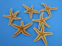 6 to 7-3/4 inches Large Sugar Starfish, Sun Dried, <font color=red> Wholesale </font> - 72 @ $2.20 each