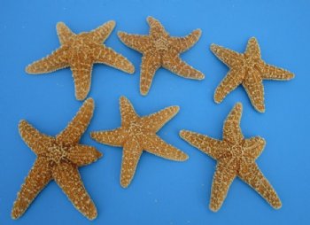 6 to 7-3/4 inches Large Sugar Starfish, Sun Dried, <font color=red> Wholesale </font> - 72 @ $2.20 each