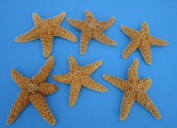6 to 7-3/4 inches Large Sugar Starfish, Sun Dried, <font color=red> Wholesale </font> - 72 @ $2.20 each