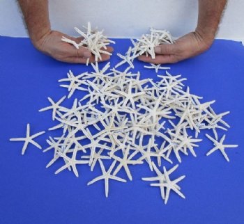 Small White Finger Starfish <font color=red>Wholesale </font> 2 to 2-7/8 inches  - Case: 2,000 @ .33 each (Shipped Signature Required)