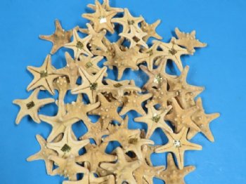 2 to 3 inches Sun Dried Knobby/Thorny Starfish <font color=red> Wholesale</font>- 1000 @ .12 each