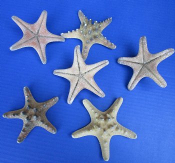 3 to 4 inches Sun Dried Natural Thorny, Armored, Knobby Starfish for Sale - Bag of 25 @ .29 each