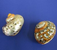 2-1/2 to 2-7/8 inches Polished Turbo Sarmaticus Shells - 5 @ $4.80 each