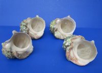 6 to 6-3/4 inches  Turbo Marmoratus Shells <font color=red> Wholesale</font>, Great Green Turbans - 4 @ $22.50 each