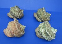 6 to 6-3/4 inches  Turbo Marmoratus Shells <font color=red> Wholesale</font>, Great Green Turbans - 4 @ $22.50 each