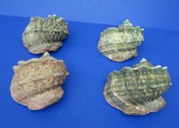 6 to 6-3/4 inches  Turbo Marmoratus Shells <font color=red> Wholesale</font>, Great Green Turbans - 4 @ $22.50 each
