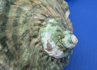 6 to 6-3/4 inches  Turbo Marmoratus Shells <font color=red> Wholesale</font>, Great Green Turbans - 4 @ $22.50 each
