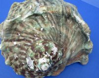6 to 6-3/4 inches  Turbo Marmoratus Shells <font color=red> Wholesale</font>, Great Green Turbans - 4 @ $22.50 each