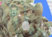 6 to 6-3/4 inches  Turbo Marmoratus Shells <font color=red> Wholesale</font>, Great Green Turbans - 4 @ $22.50 each