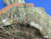 6 to 6-3/4 inches  Turbo Marmoratus Shells <font color=red> Wholesale</font>, Great Green Turbans - 4 @ $22.50 each