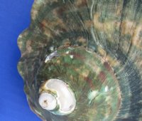 6 to 6-3/4 inches  Turbo Marmoratus Shells <font color=red> Wholesale</font>, Great Green Turbans - 4 @ $22.50 each
