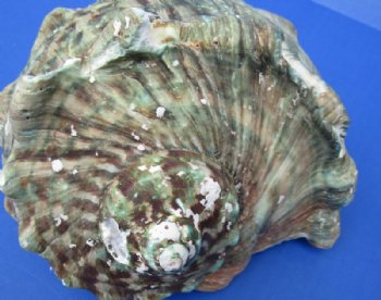 5 inches Turbo Marmoratus Shell, Giant Green Turban Shell <font color=red> Grade 2 Quality </font>  - $14.99 each