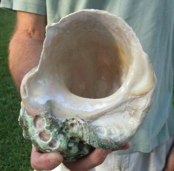 5 inches Turbo Marmoratus Shell, Giant Green Turban Shell <font color=red> Grade 2 Quality </font>  - $14.99 each