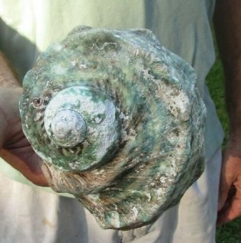 5 inches Turbo Marmoratus Shell, Giant Green Turban Shell <font color=red> Grade 2 Quality </font>  - $14.99 each