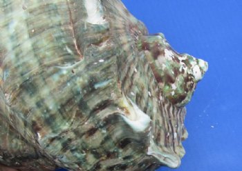5 inches Turbo Marmoratus Shell, Giant Green Turban Shell <font color=red> Grade 2 Quality </font>  - $14.99 each