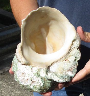 5 inches Turbo Marmoratus Shell, Giant Green Turban Shell <font color=red> Grade 2 Quality </font>  - $14.99 each